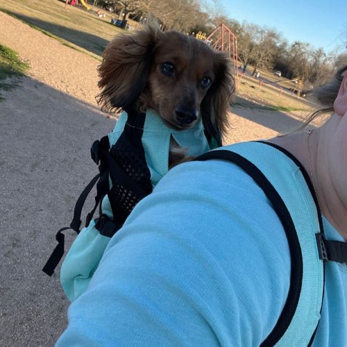 Dachshund Backpack photo review