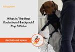 dachshund backpack