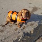 dachshund space classic dachshund swimming vest