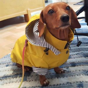 dachshund-space-coco-raincoat Outfits For Wiener Dogs
