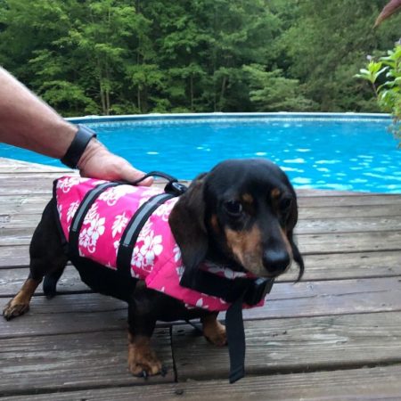 dachshund space dachshund flower life jacket