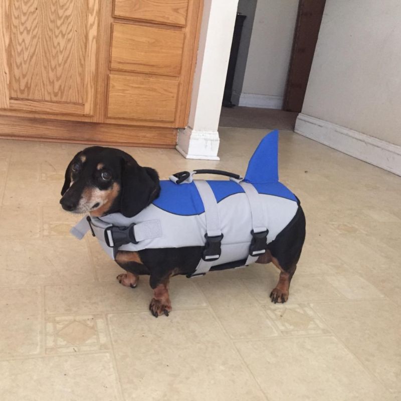 dachshund space dachshund shark swimming vest