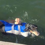 dachshund space dachshund shark swimming vest