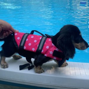 dachshund space doxie dot life jacket