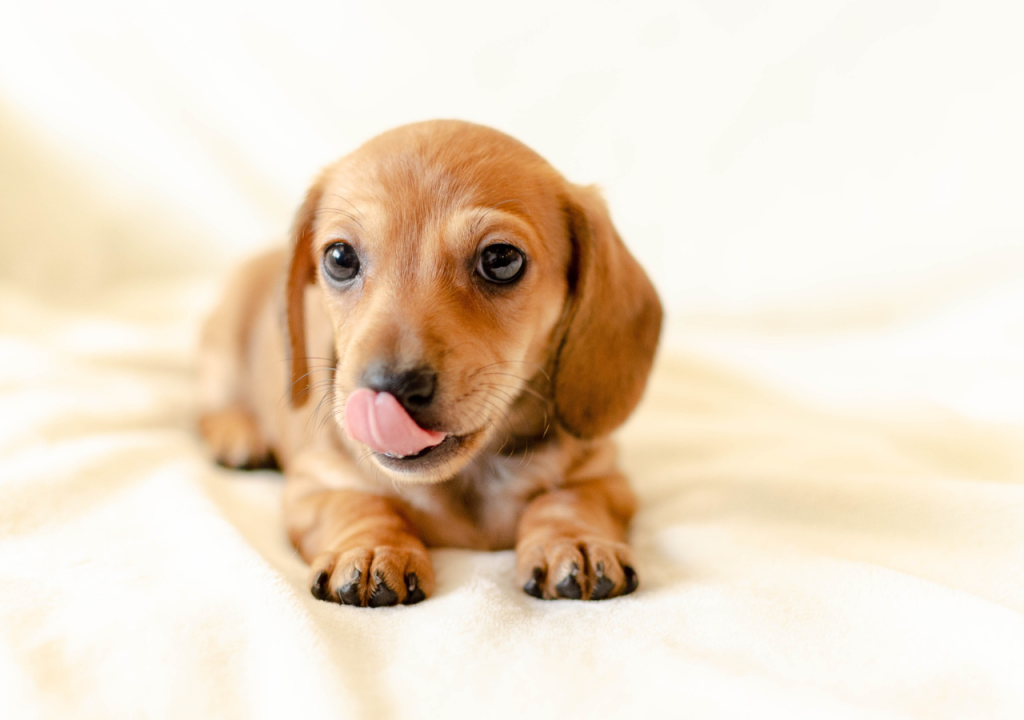 miniature dachshund lifespan