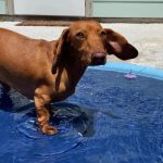 dachshund space shop dachshund splash summer poo