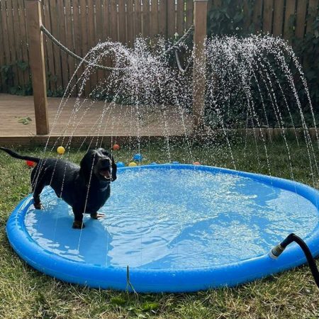 dachshund accessories shop dachshund splash summer poo