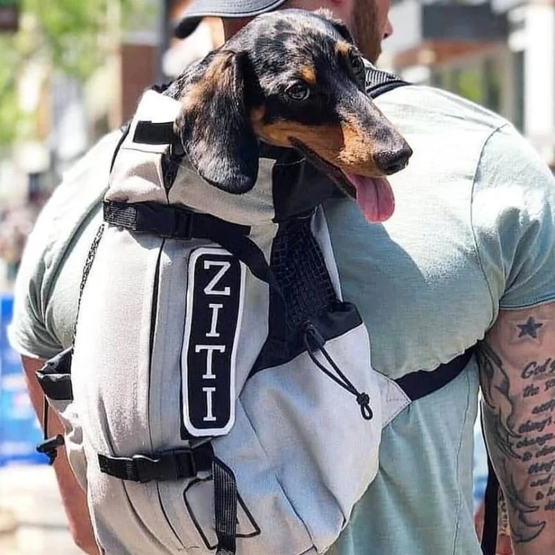 dachshund backpack