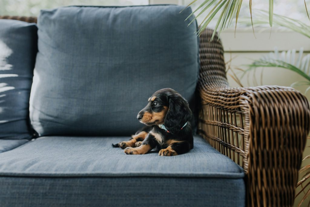 miniature dachshund on the sofa