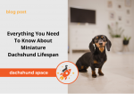 miniature dachshund lifespan