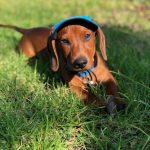 dachshund beagle mix