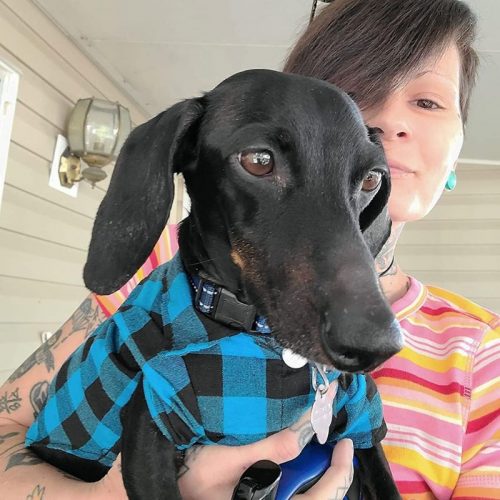 Plaid and Bowtie Doxie Shirt photo review