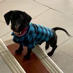 Plaid and Bowtie Doxie Shirt photo review