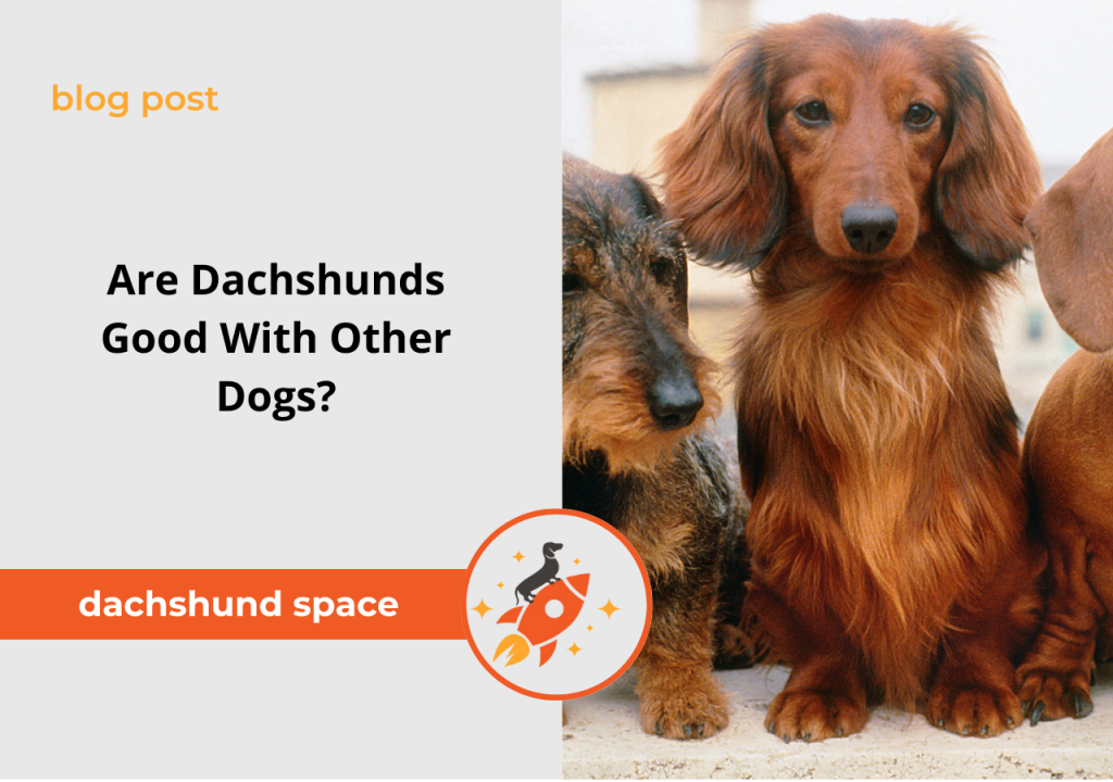 are dachshunds good with other dogs