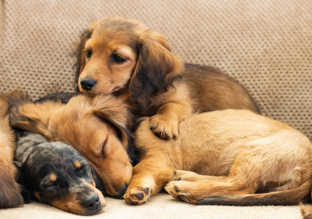 long haired dachshunds