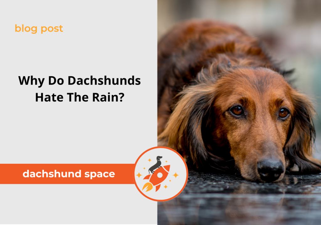 why do dachshunds hate the rain