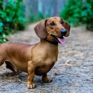 Pregnant weiner dogs best sale