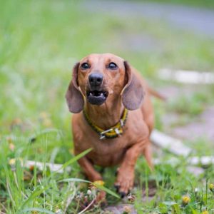are dachshunds hypoallergenic dachshund space