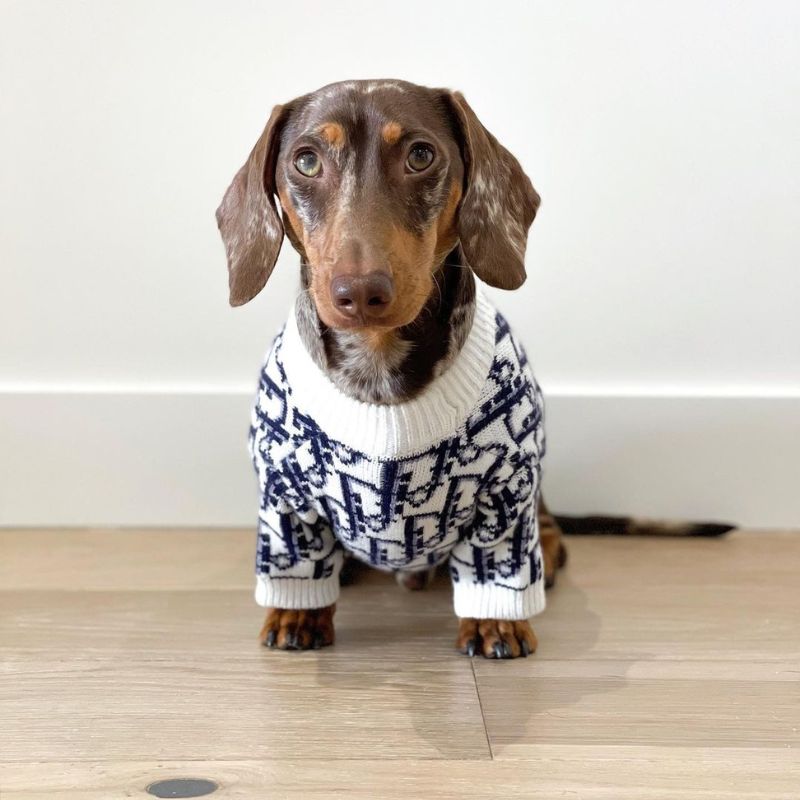 dachshund sweaters dachshund space