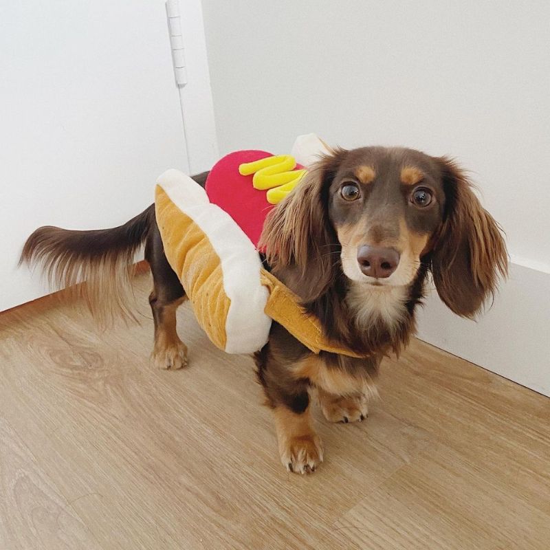 dachshund space dachshund halloween outfits