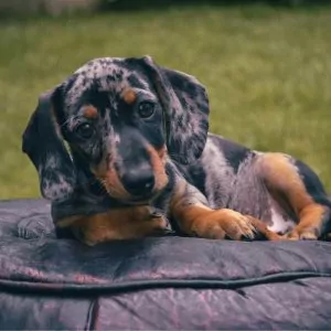 What Is A Merle Dachshund 12 Types of These Rare Dogs