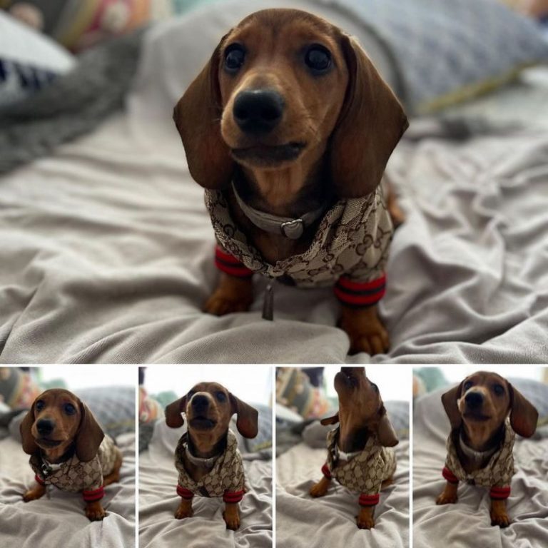 Monogram Print Dog Jacket photo review