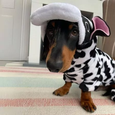 Dachshund Costumes for Halloween or Everyday Photoshoot