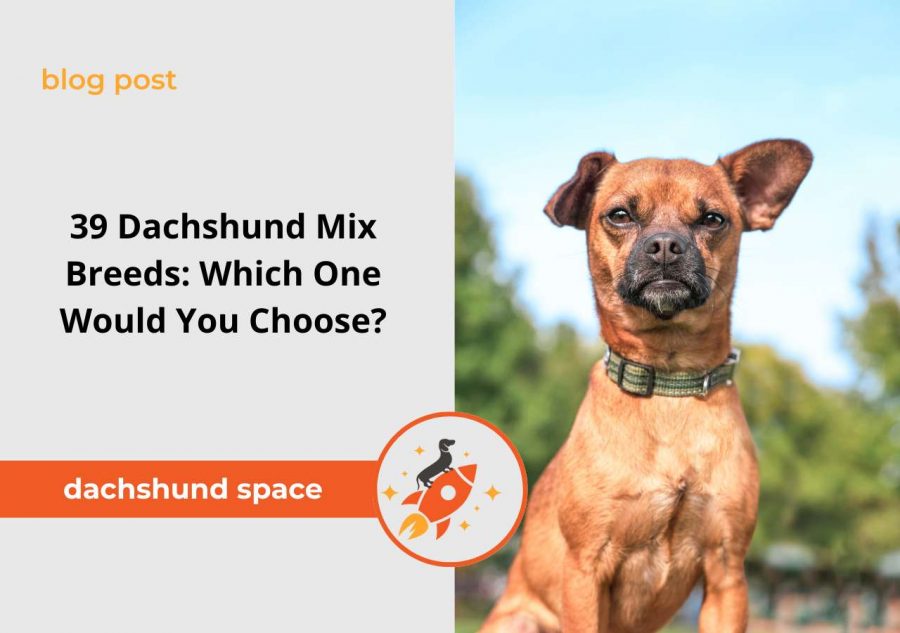 Dachshund Mix Breed: Explore 39 Hybrid Wiener Dogs For You