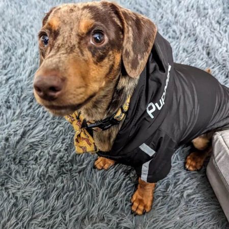 dachshund space reflective tdf dachshund jacket