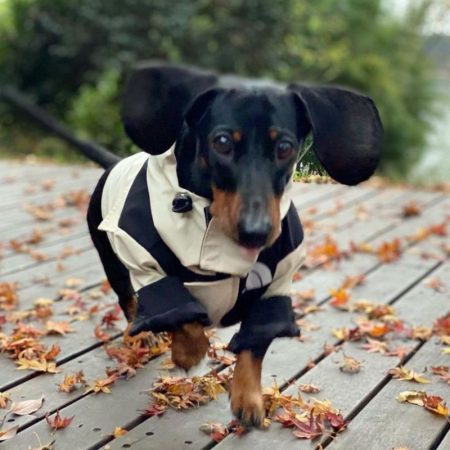 dachshund space tdf dachshund jacket