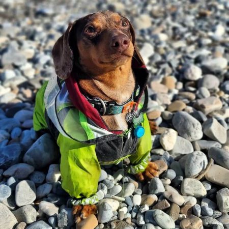 dachshund space tdf dachshund jacket