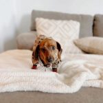 rabbit dachshunds