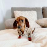 Monogram Print Dog Jacket photo review