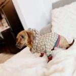 Monogram Print Dog Jacket photo review