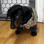 Monogram Print Dog Jacket photo review