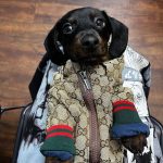 Monogram Print Dog Jacket photo review