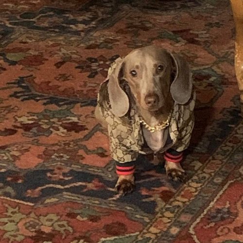Monogram Print Dog Jacket photo review