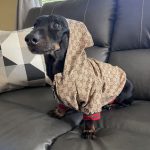 Monogram Print Dog Jacket photo review