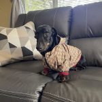 Monogram Print Dog Jacket photo review