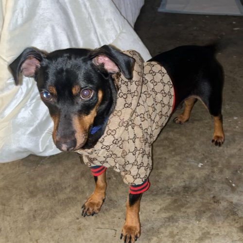 Monogram Print Dog Jacket photo review