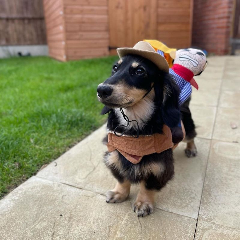 dachshund space dachshund halloween outfits
