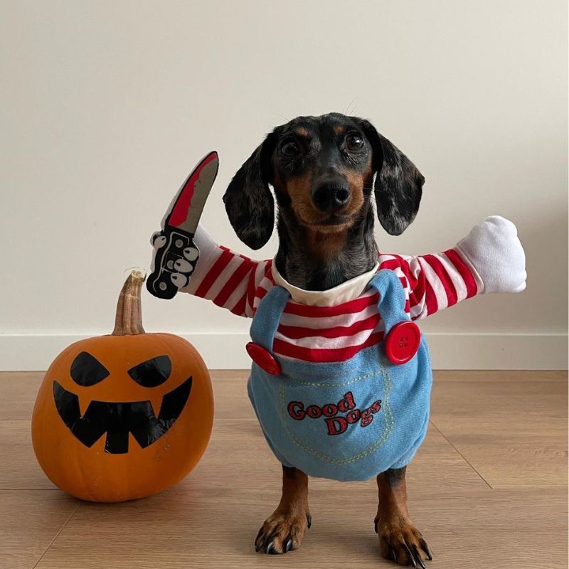 dachshund killer costume