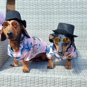 dachshund space sausage dog hawaiian shirt