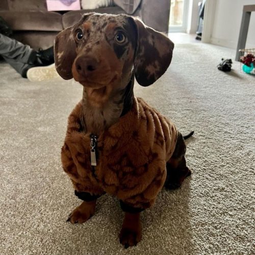 Chewy V Faux Fur Dog Jacket photo review