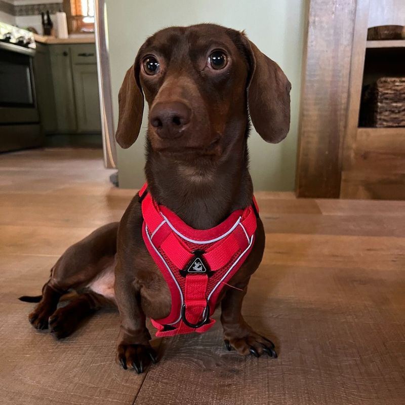 Traveling with a Dachshund: Tips for Road Trips & Flights