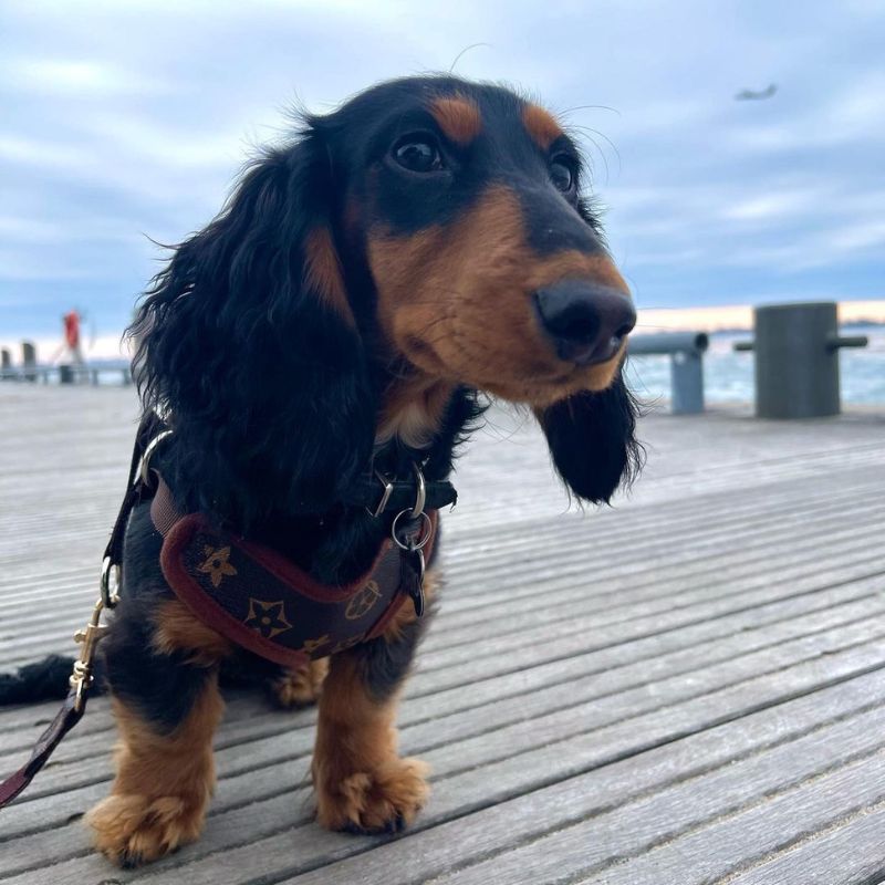 Where to Buy Dog Clothes For Miniature Dachshunds?