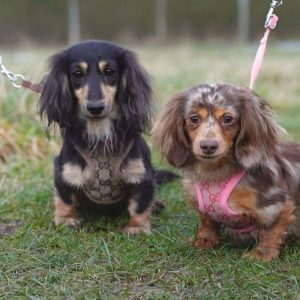 dachshund harness