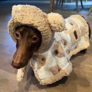 dachshund space bear cozy dachshund coat dachshund apparel