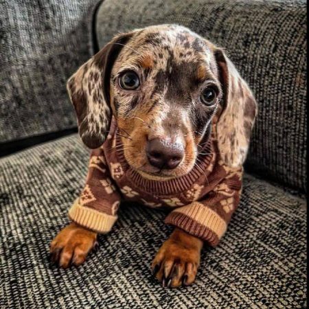 brown sausage dog sweater