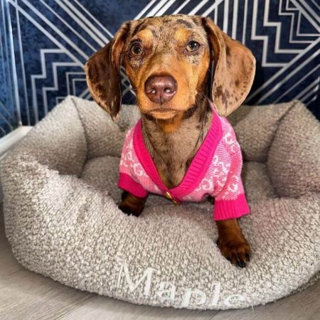 dachshund winter cardigan
